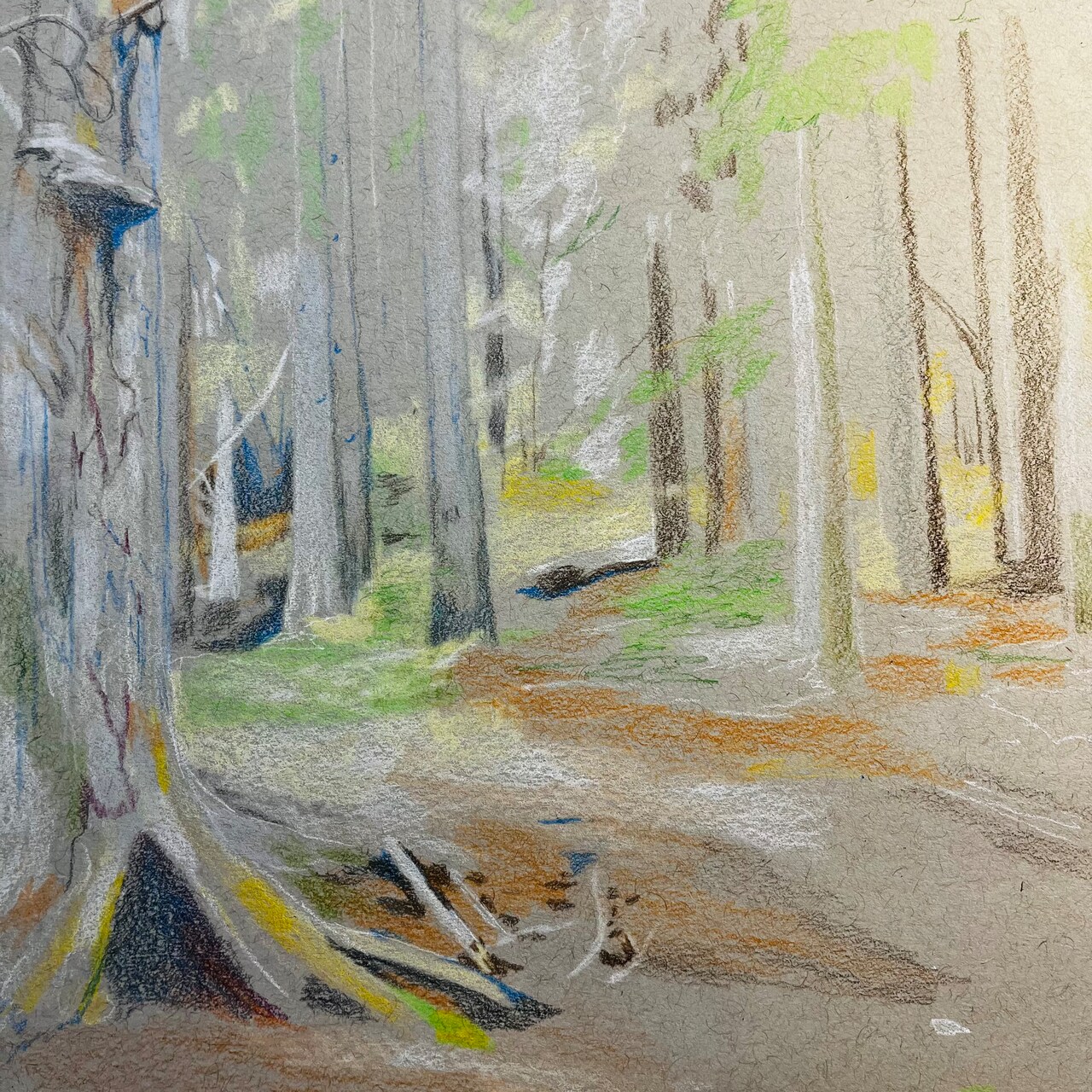 Mountain Forest Floor Study in Faber Castell Polychromos Colour Pencils, Part I